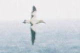 東京都鳥島沖のアホウドリ